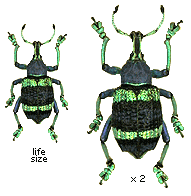 Eupholus shoenherri